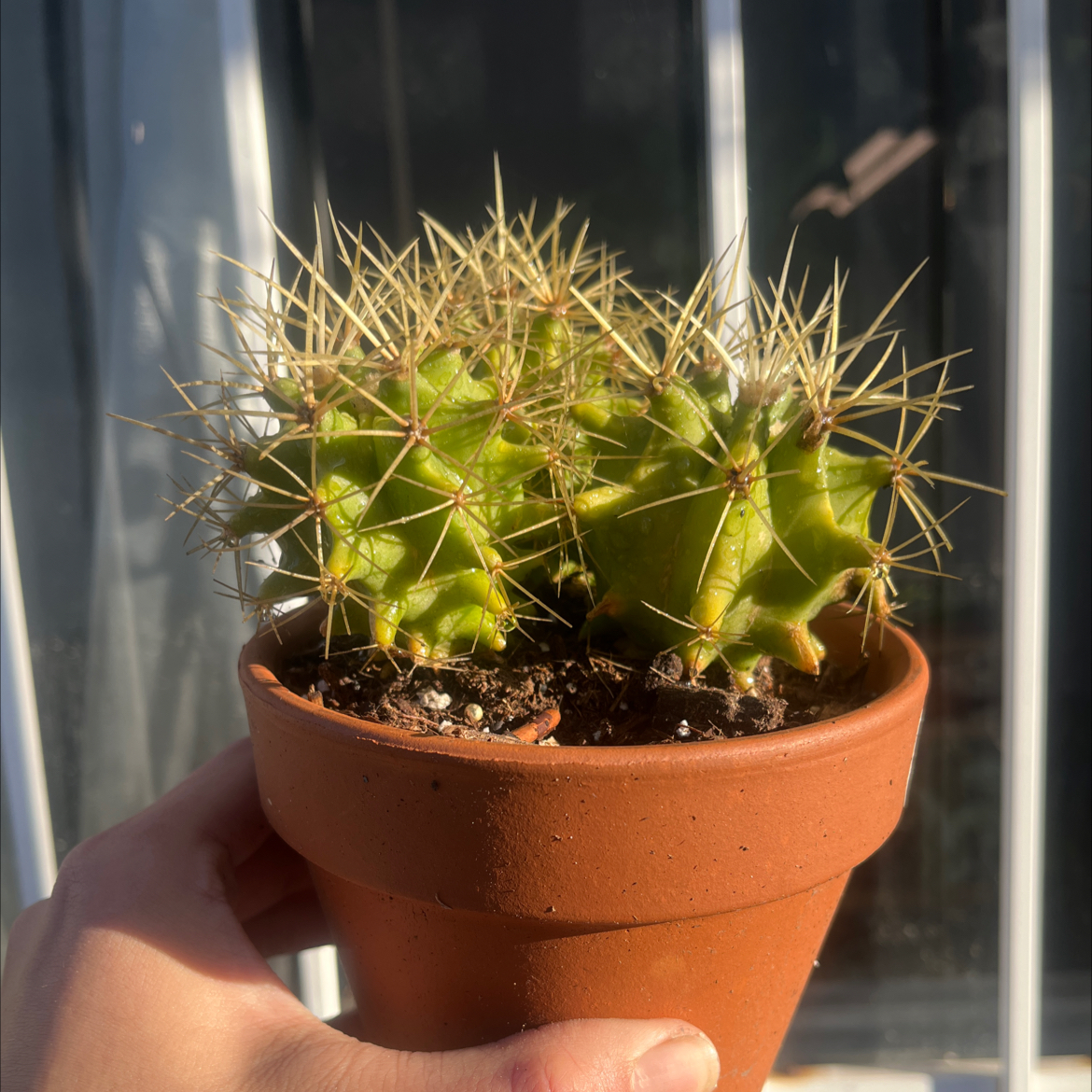 Golden Barrel Cactus plant photo by @Mabes named 3 musketeers on Greg, the plant care app.