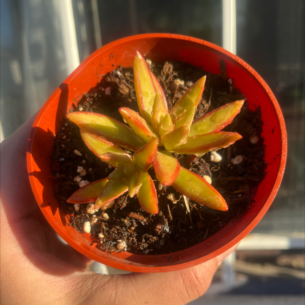 Sedum 'Firestorm' plant in a small pot held by a hand, with visible soil.
