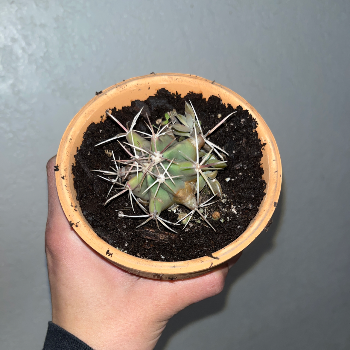 Devil's Pincushion cactus in a terracotta pot, held by a hand.