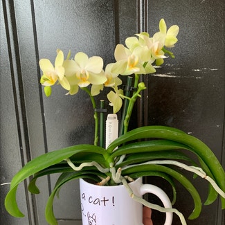Phalaenopsis Orchid plant in York, Pennsylvania