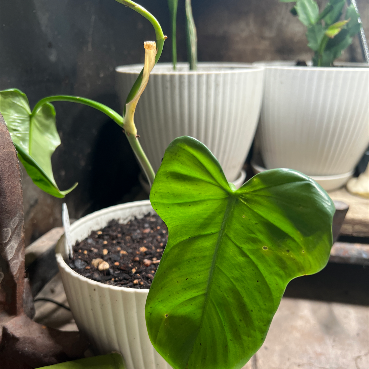 Horsehead Philodendron in a white pot with a single prominent leaf and minor discoloration.