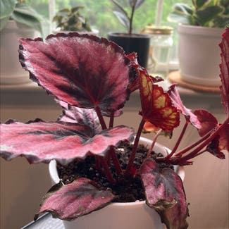 Rex Begonia plant in Atlanta, Georgia