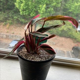 Triostar Stromanthe plant in Atlanta, Georgia