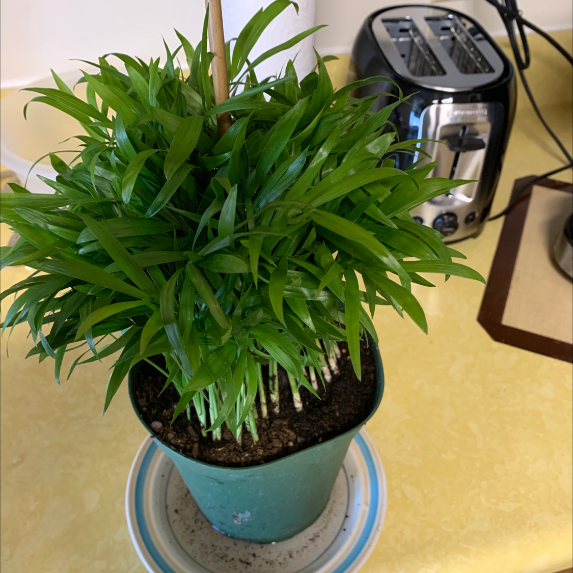 Parlour Palm plant photo by Robert named Bella on Greg, the plant care app.