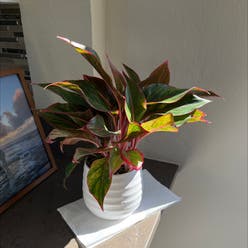 chinese evergreen plant