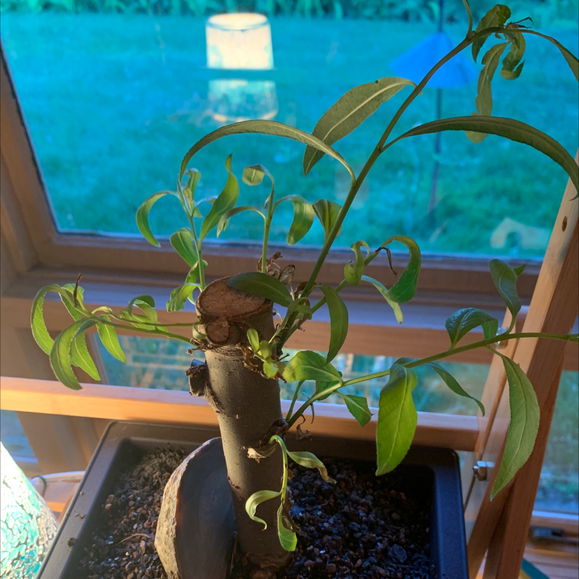 Corkscrew Willow plant in a pot near a window with visible soil and slightly curled leaves.