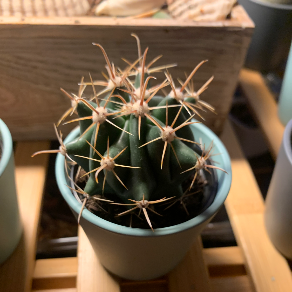 A healthy Brittle Prickly Pear cactus in a pot with prominent spines.