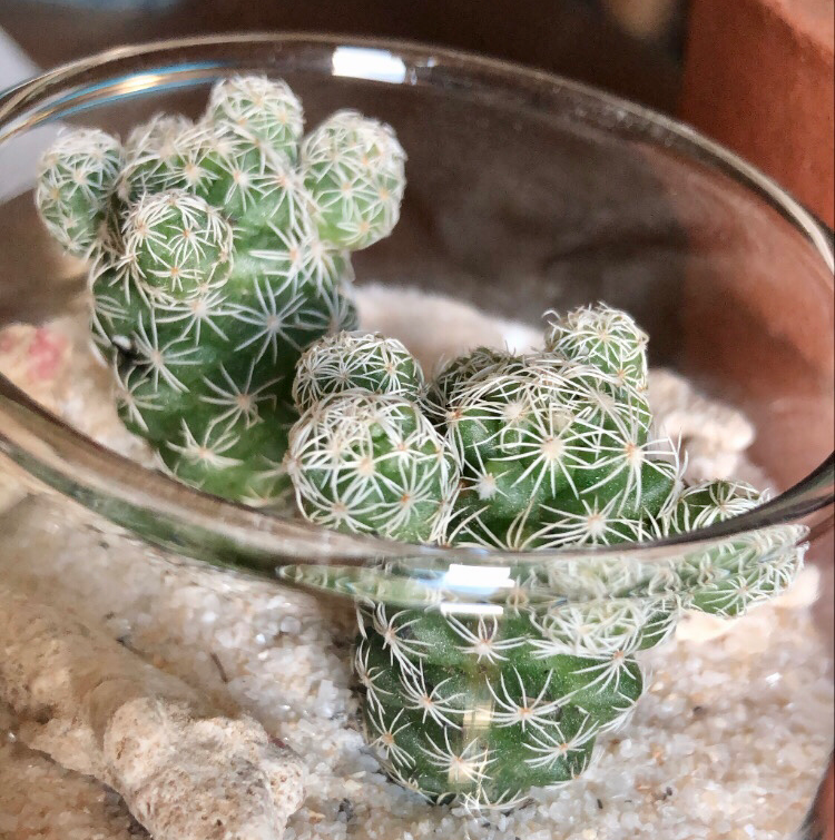 Thimble Cactus in a glass container with sandy soil, appears healthy.