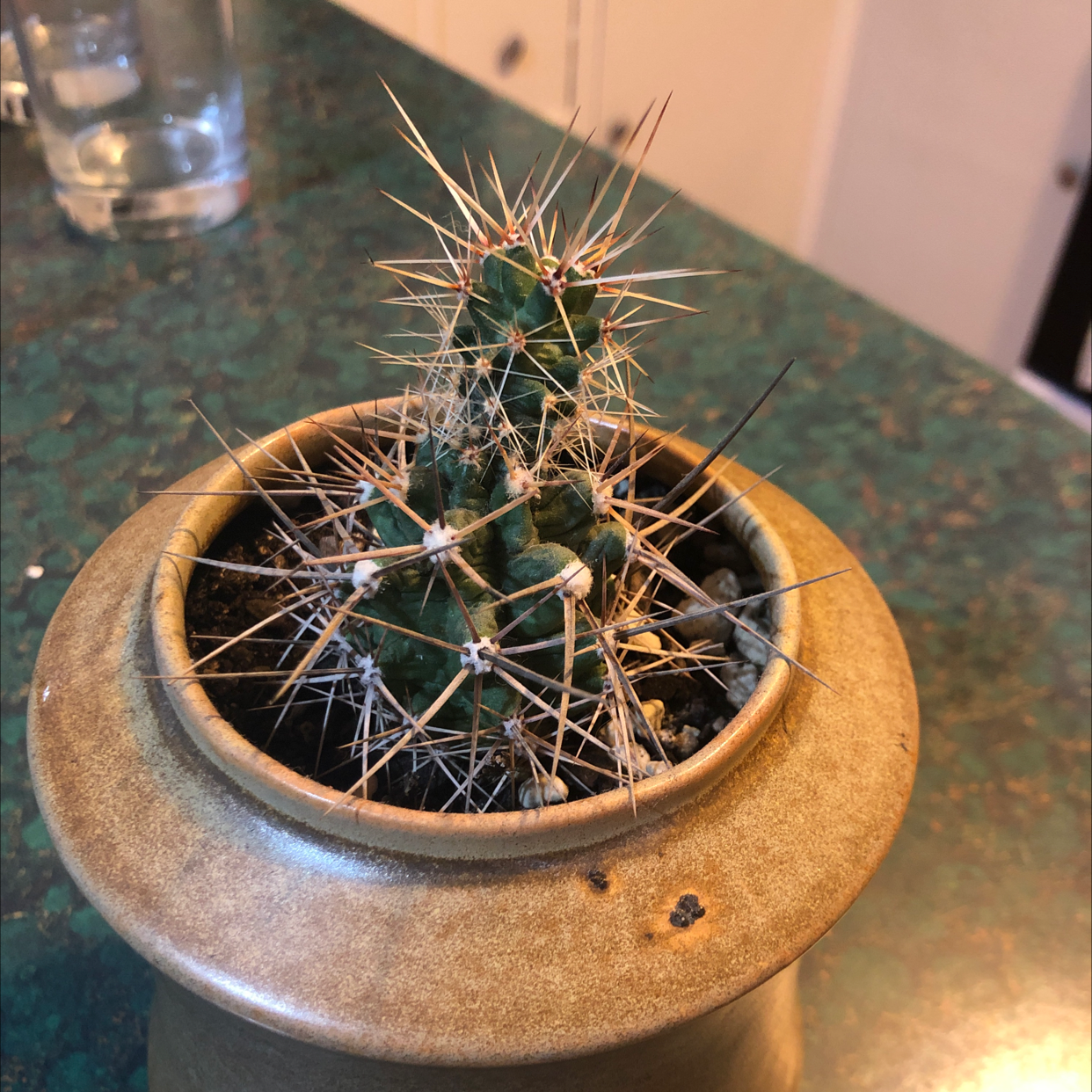 Photo of the plant species Big Needle Cactus by @CredibleMedeola named Spike on Greg, the plant care app