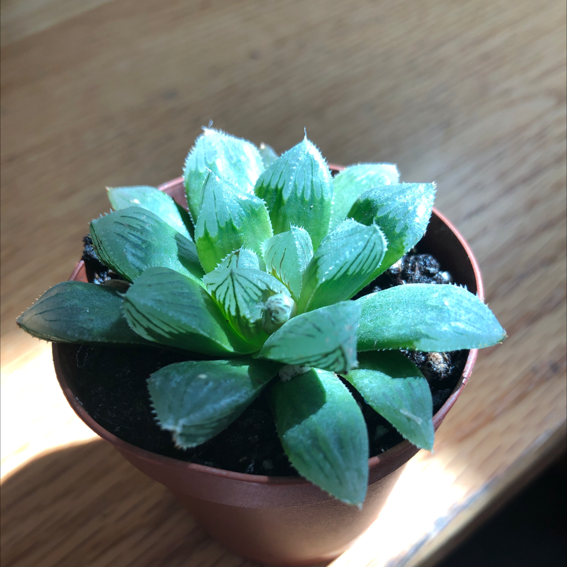 Haworthia cooperi plant in a small pot, healthy green leaves, well-lit.