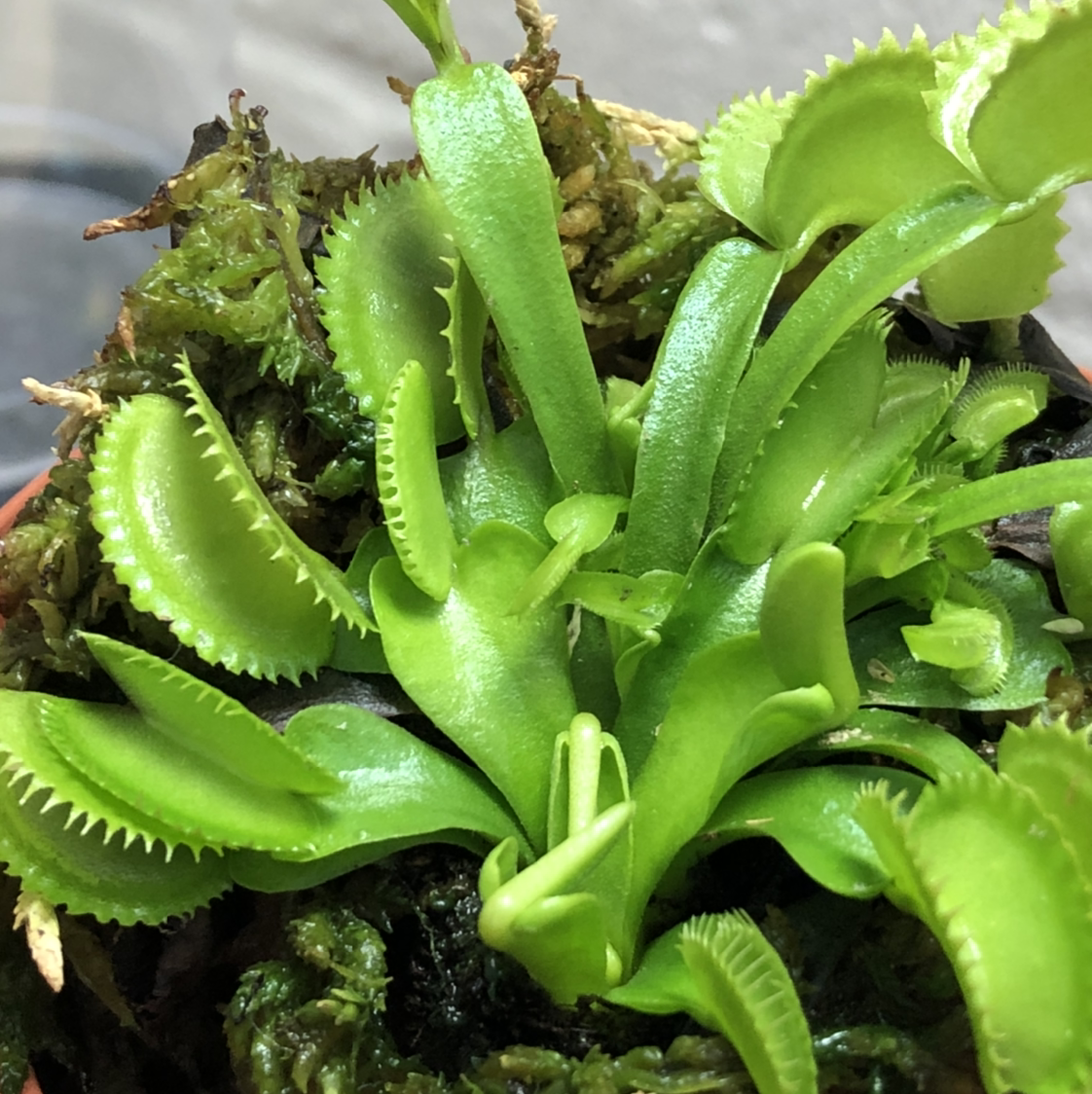 Red Piranha plant photo by @Cat named Venus Flytrap on Greg, the plant care app.