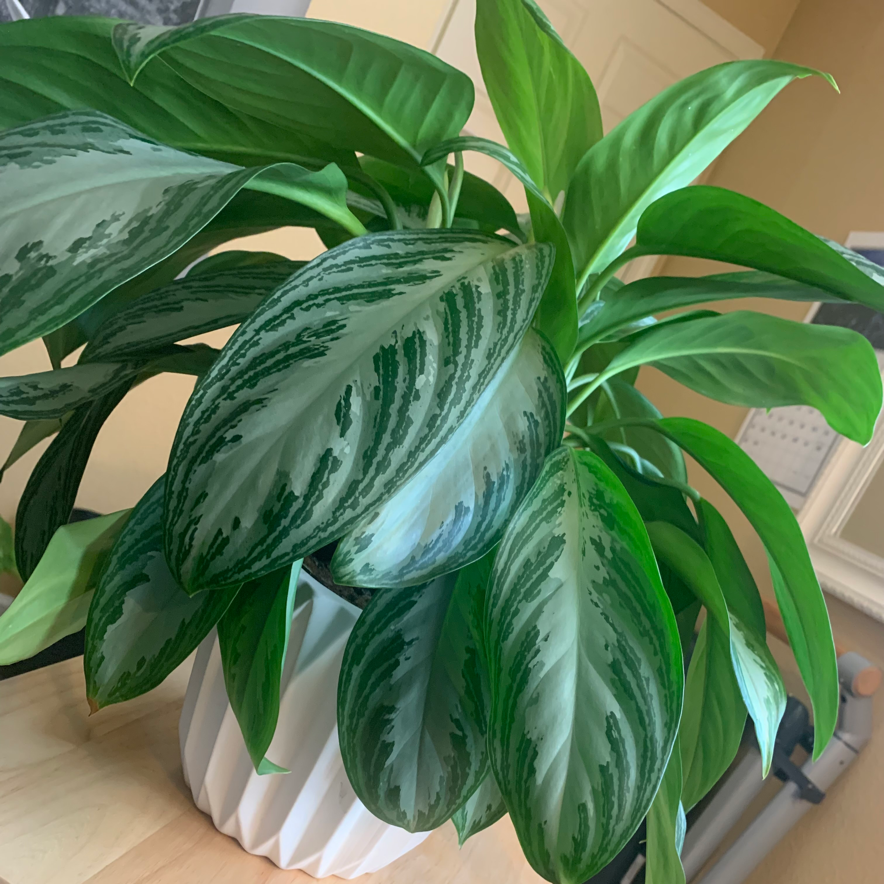 Healthy Aglaonema 'Silver Bay' plant with vibrant green and silver leaves in a white pot.