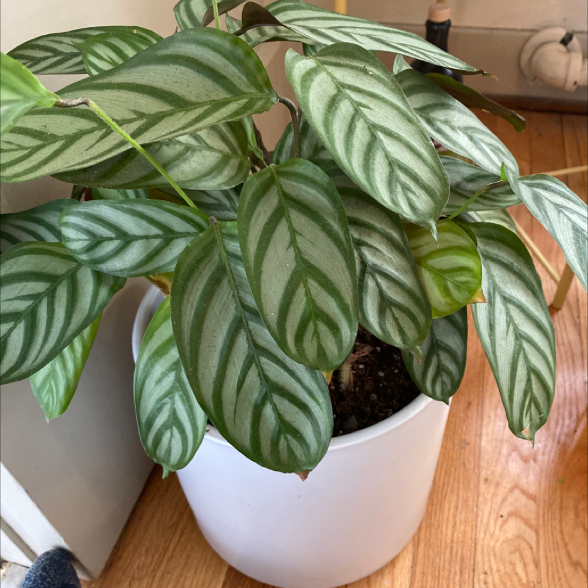 Healthy Never Never Ctenanthe plant in a white pot with vibrant patterned leaves.