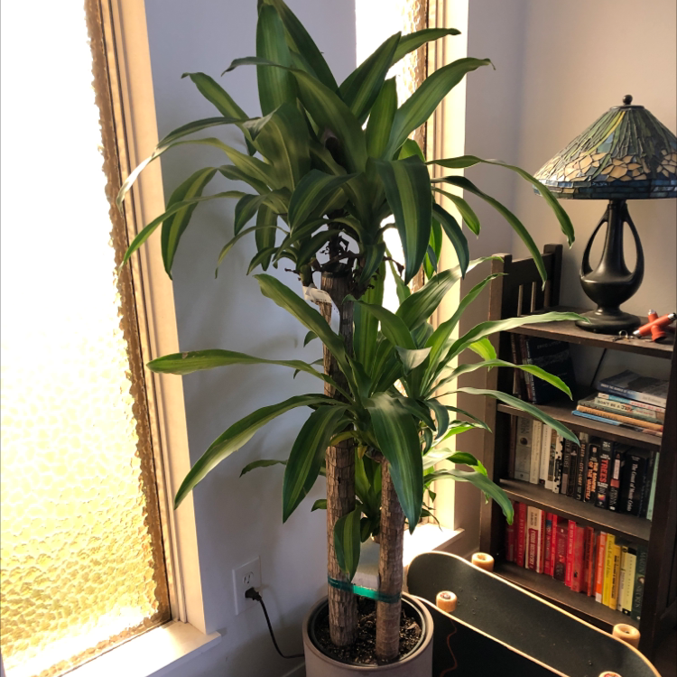 Dracaena Massangeana plant in a well-lit indoor setting, appears healthy.