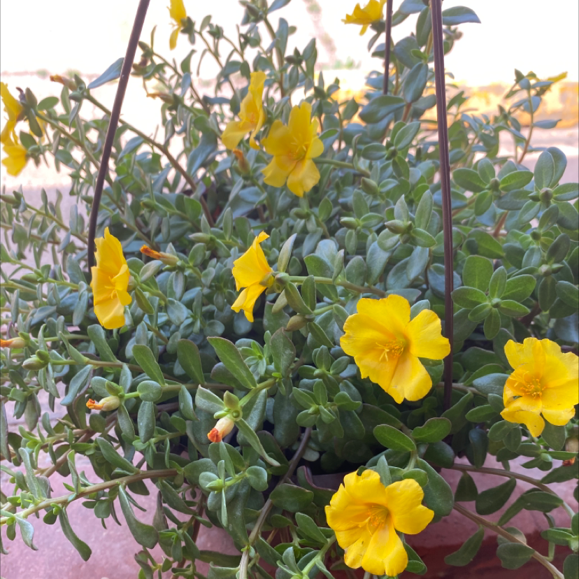 Wingpod Purslane plant with yellow flowers in a hanging basket.