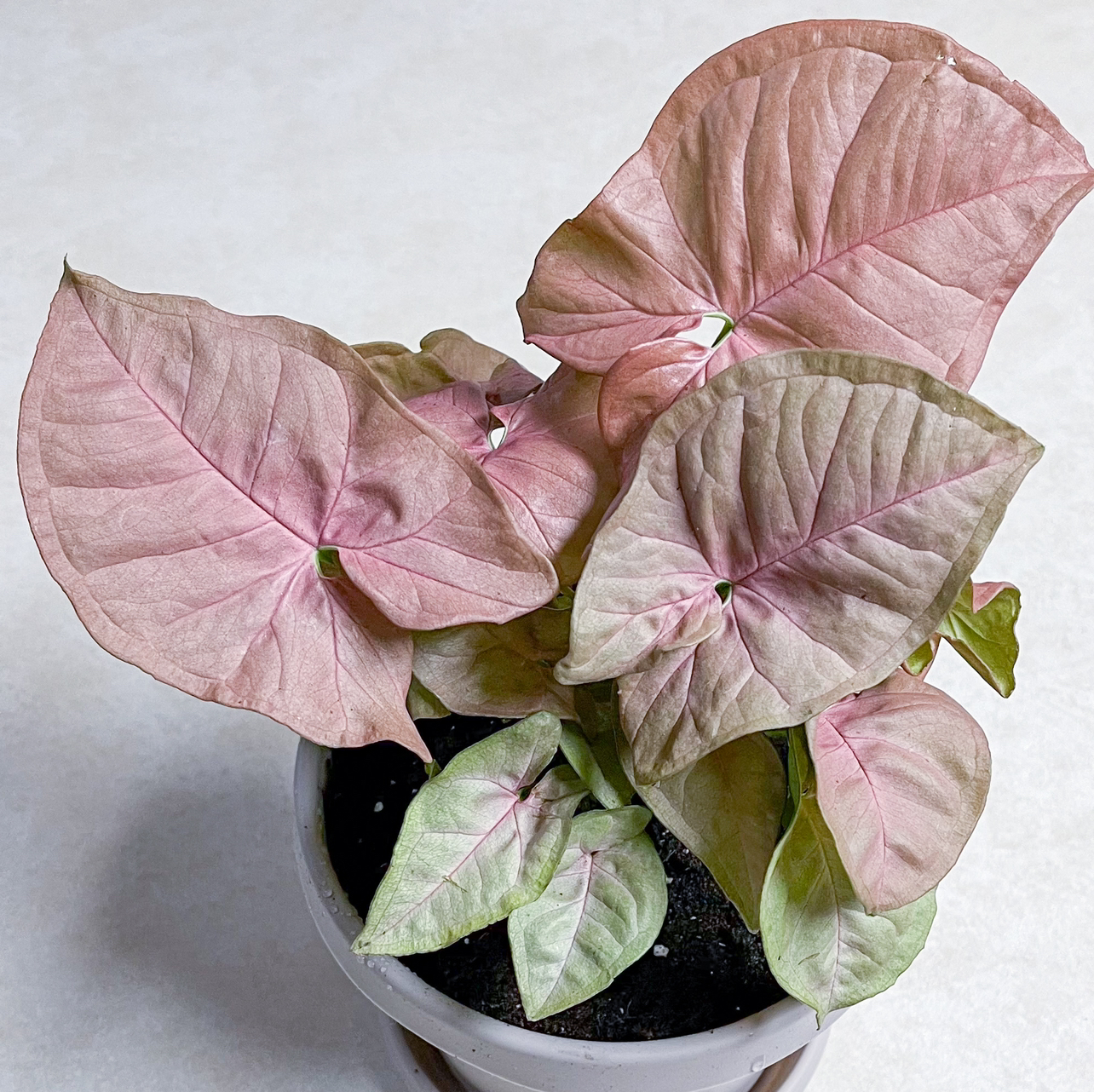 Photo of the plant species Pink Syngonium by @bluebladeliger named Gimli on Greg, the plant care app