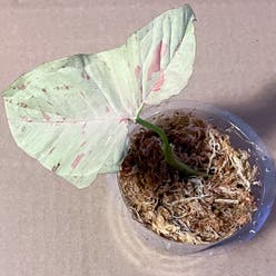 Syngonium 'Milk Confetti' plant