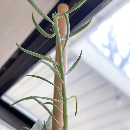 Tall Boi