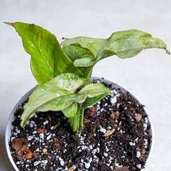 Syngonium 'Pink Spot' plant