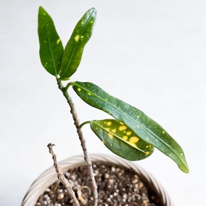 Gold Dust Croton plant photo by @bluebladeliger named Your plant on Greg, the plant care app.