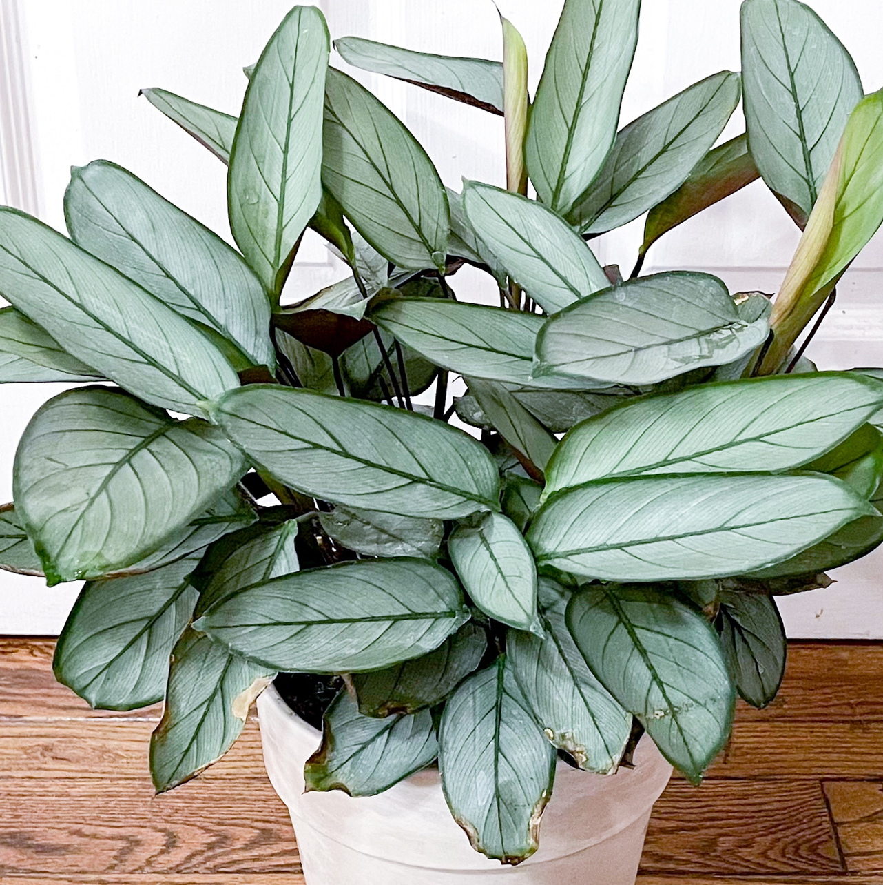 Healthy Never Never Plant 'Grey Star' with broad, grey-green leaves in a white pot.