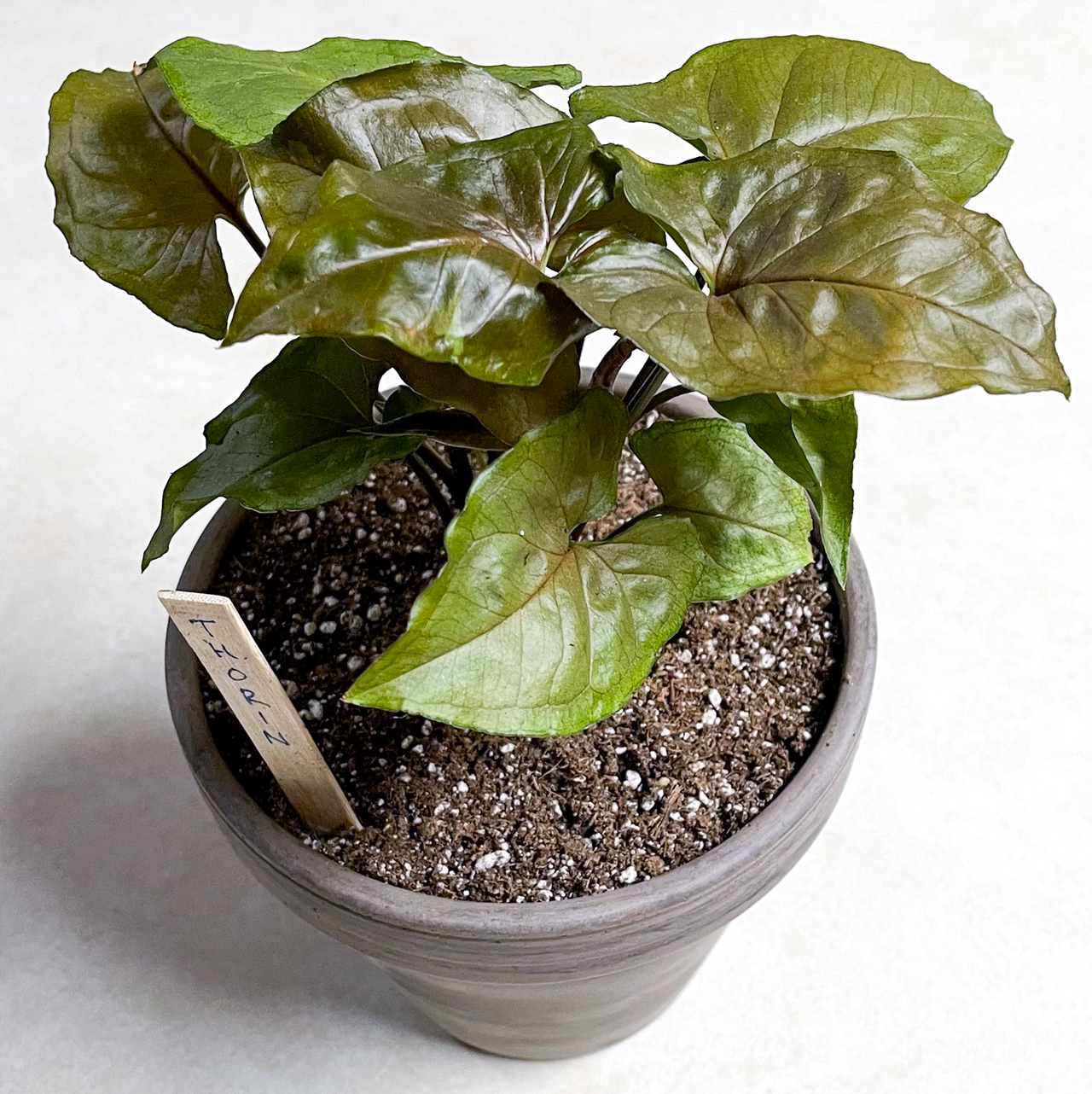 Potted Syngonium 'Maria Allusion' plant with healthy green leaves and visible soil.