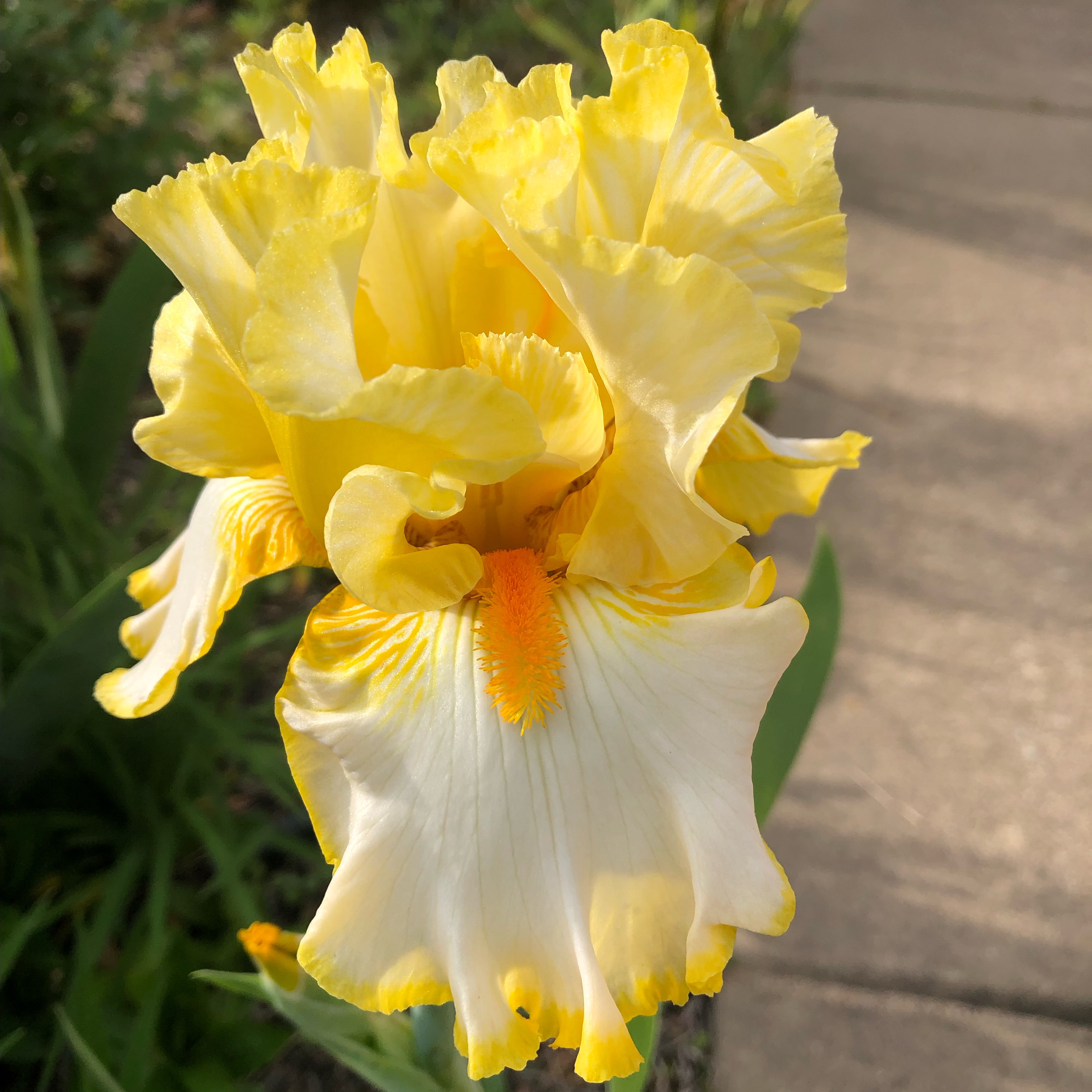 A vibrant Crimean Iris with yellow and white petals in full bloom.