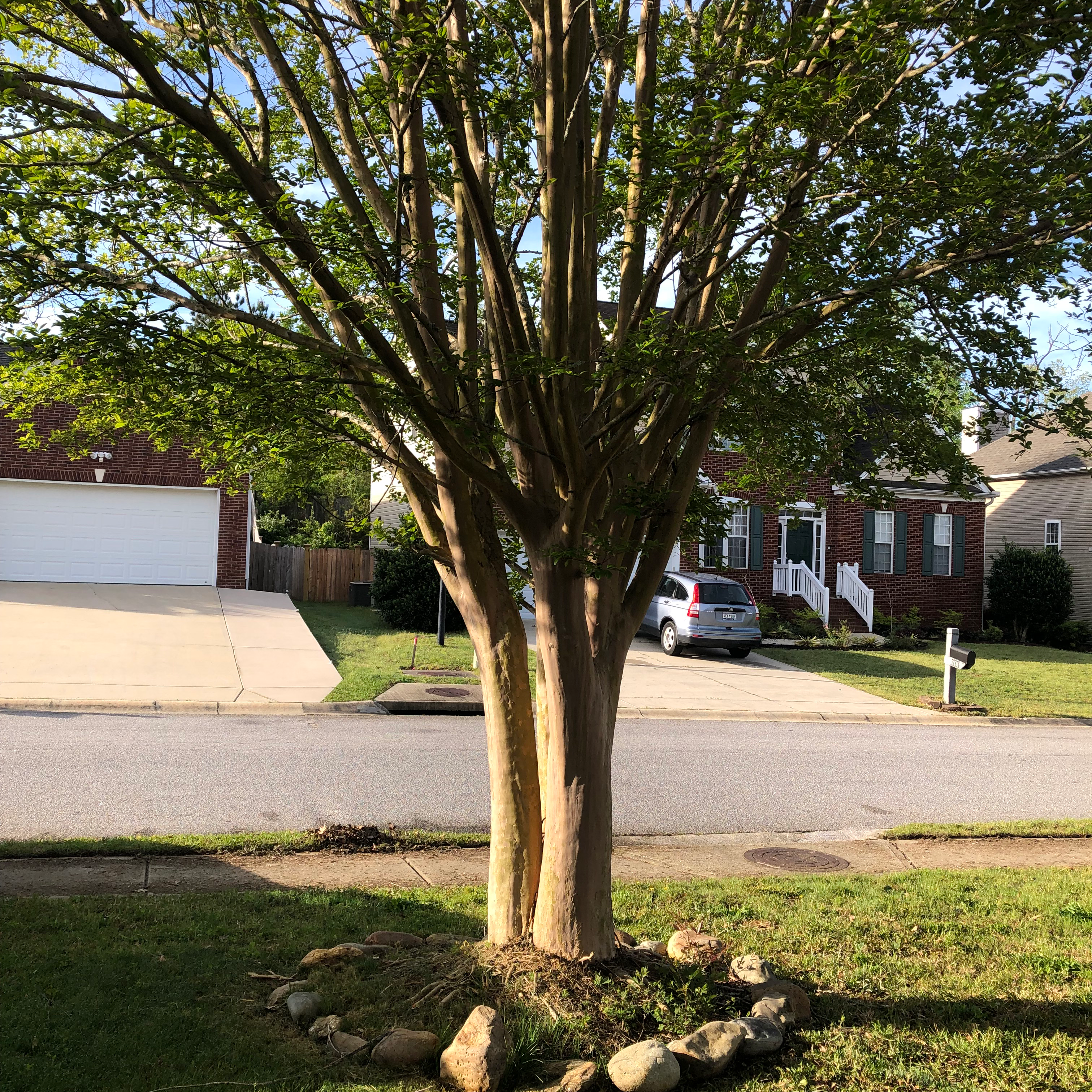 Mature, healthy crepe myrtle tree with smooth multi-colored bark and green canopy providing shade in a residential yard.