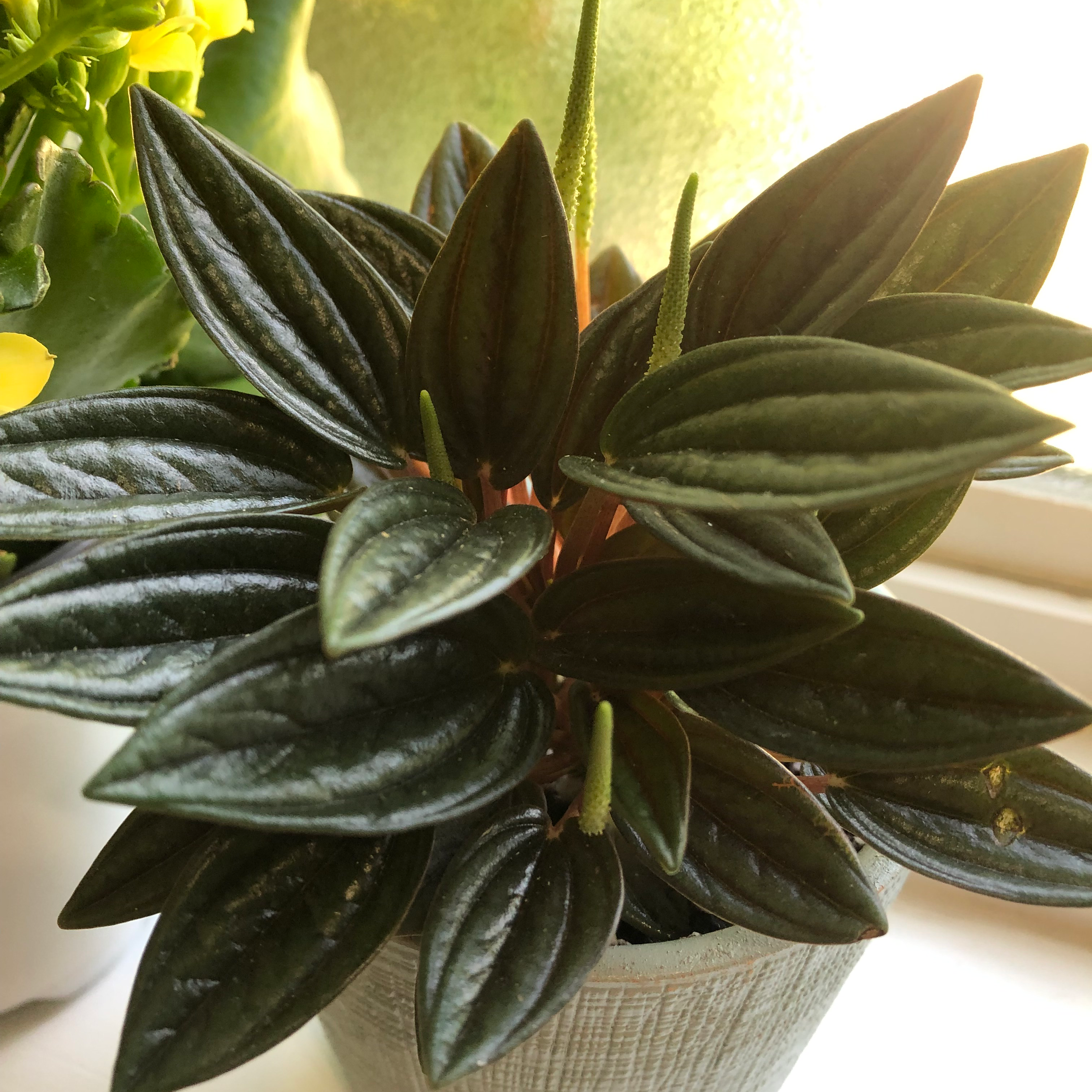 Healthy Emerald Ripple Peperomia plant with dark green, textured leaves in a pot.