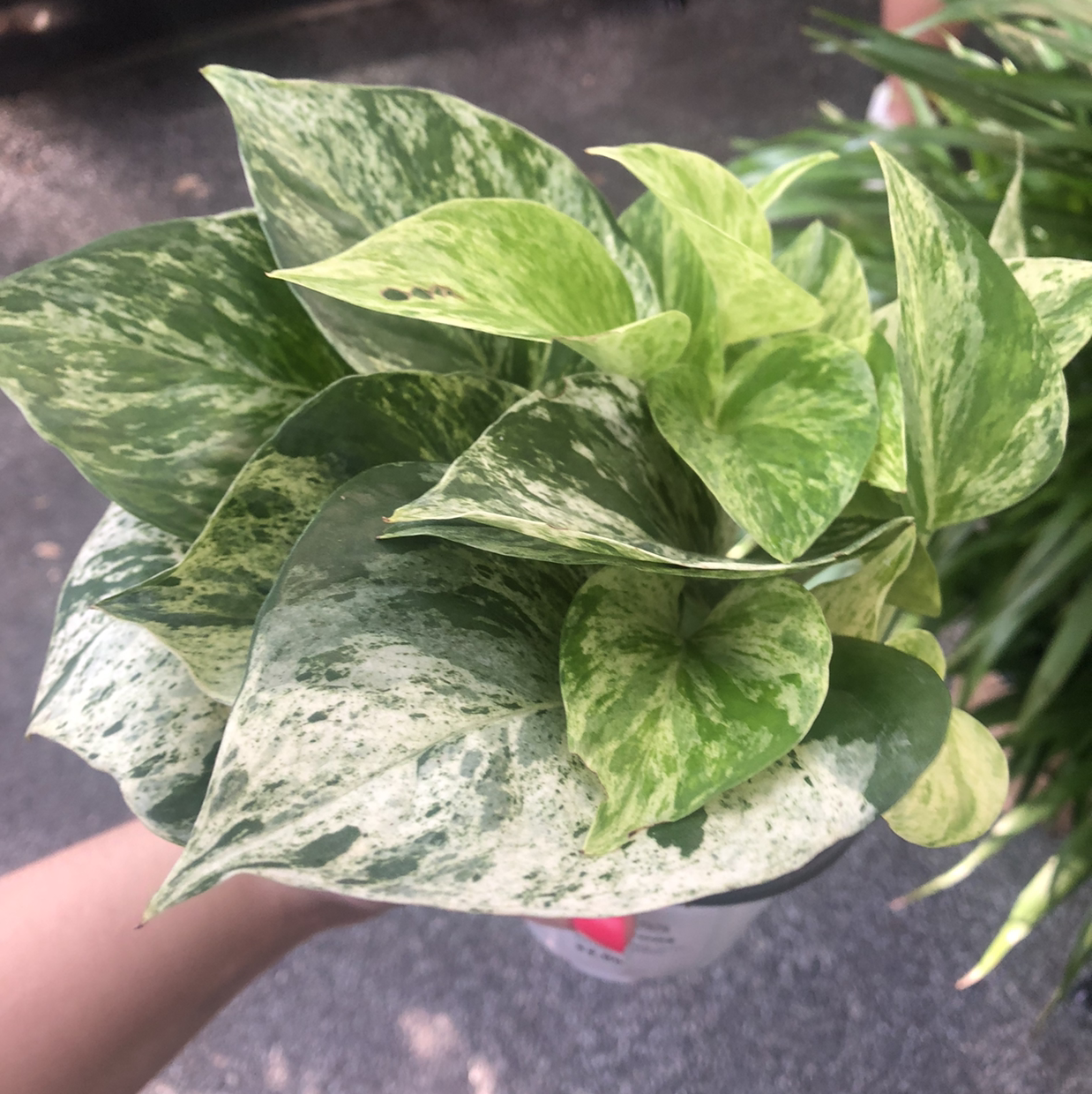 Marble Queen Pothos plant with variegated leaves, held by a hand.