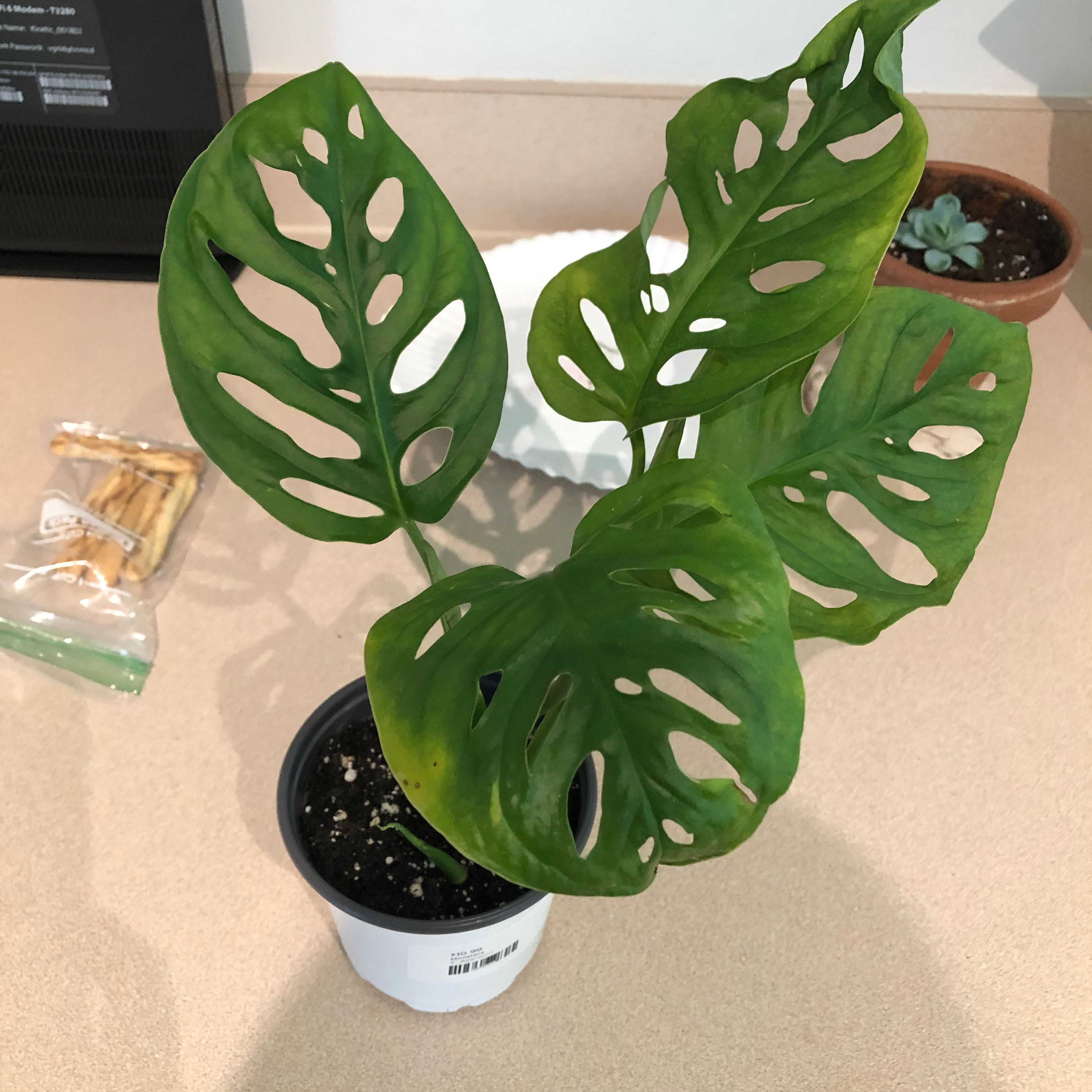 🧀 Why Are the Leaves on My Swiss Cheese Vine Turning Yellow?