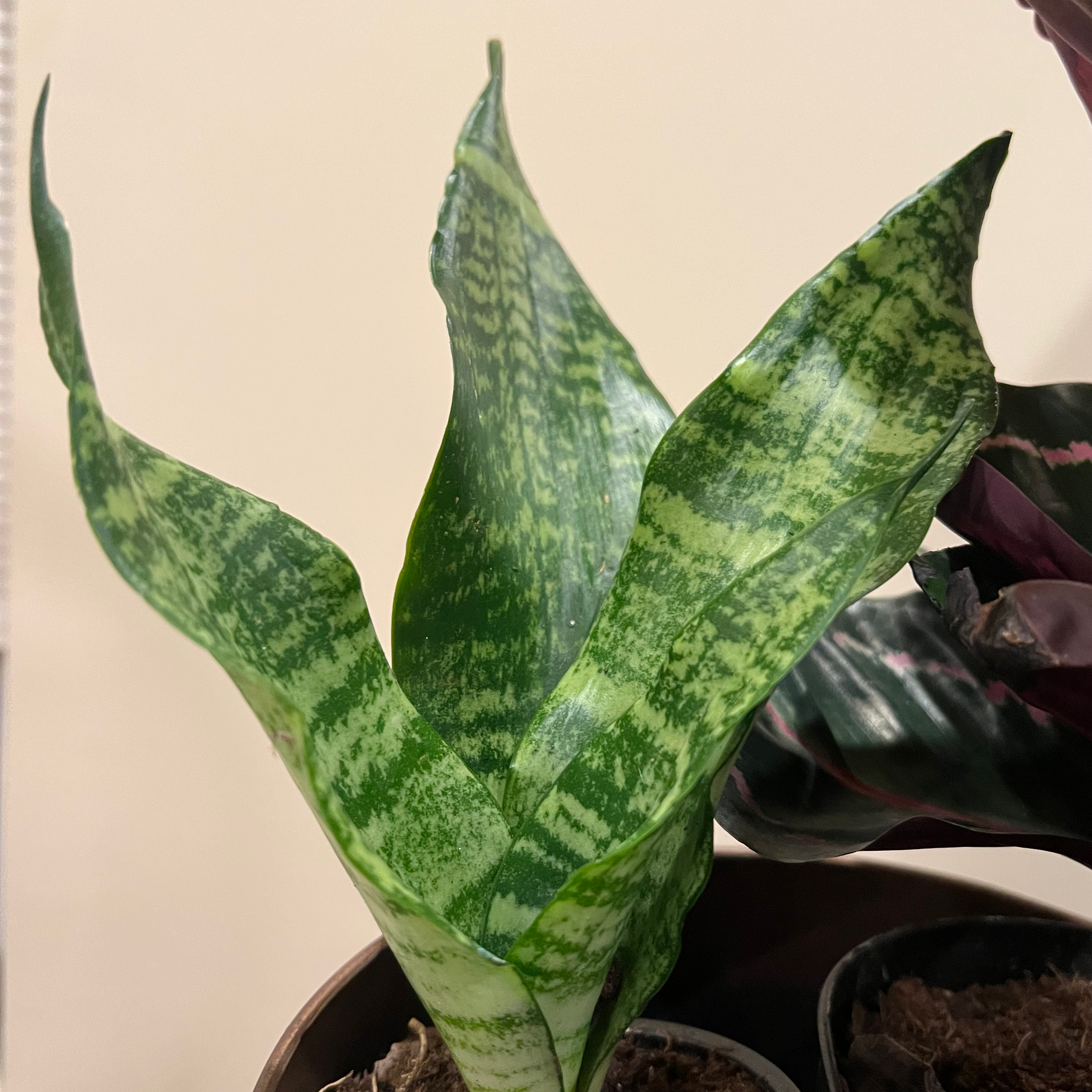 Zeylanica Snake Plant with green, upright leaves featuring darker green horizontal stripes.