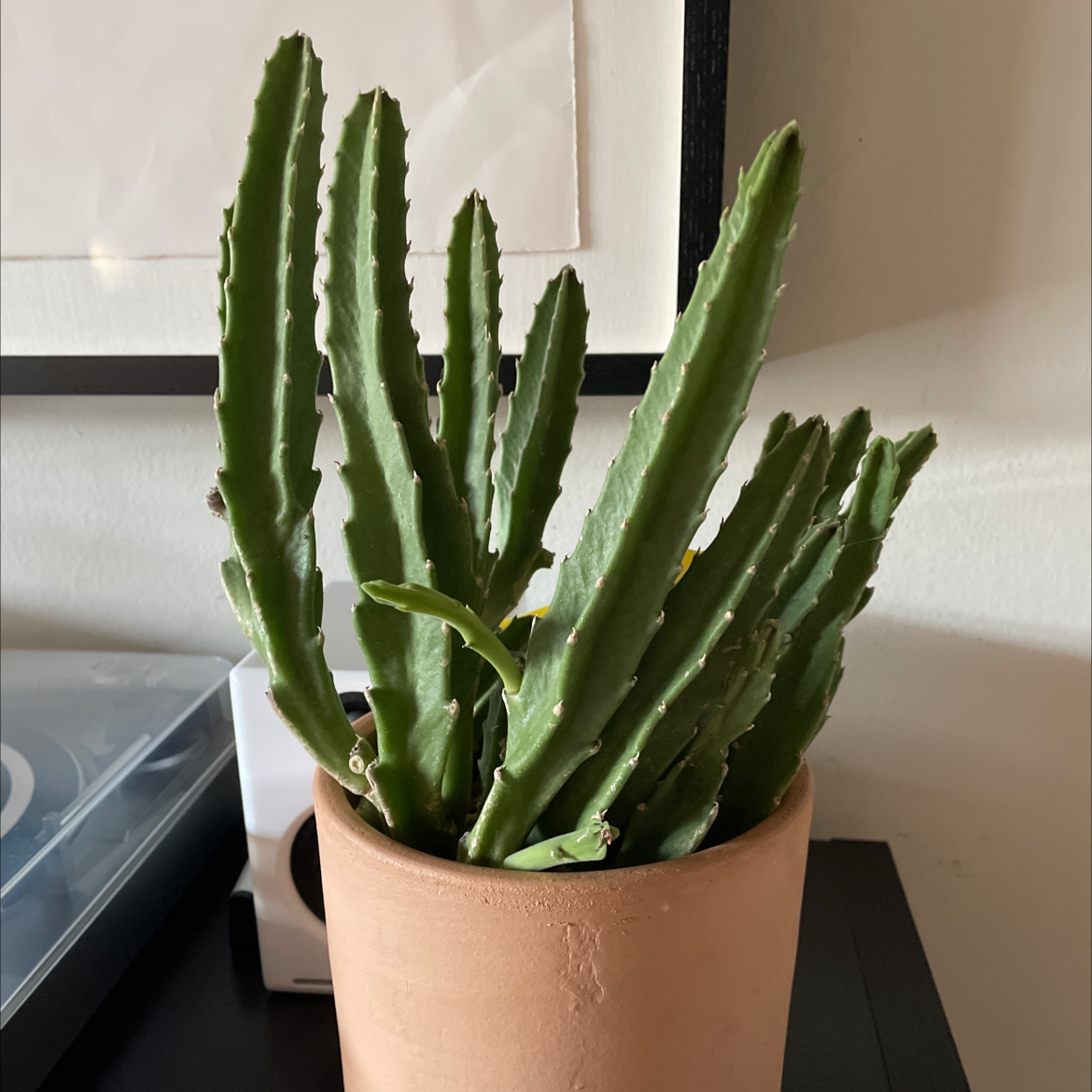Potted Zulu Giant plant with thick, green, ribbed stems in an indoor setting.
