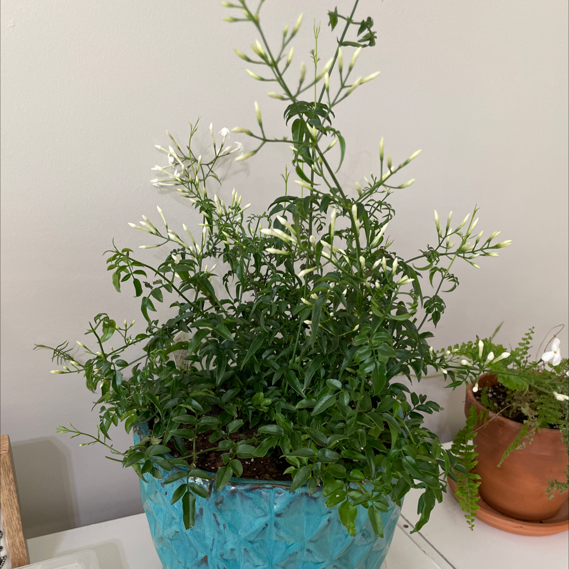 Healthy White Jasmine plant in a blue pot with buds and flowers.