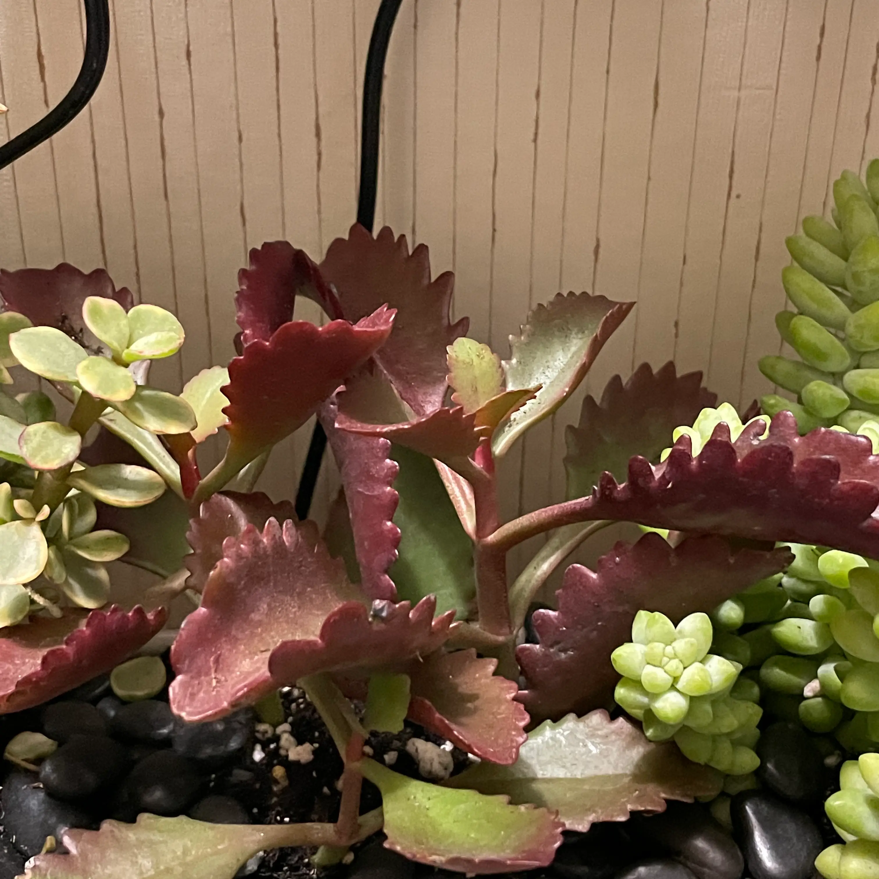 Tugela Cliff-Kalanchoe plant with scalloped leaves in green and reddish hues, surrounded by other succulents.