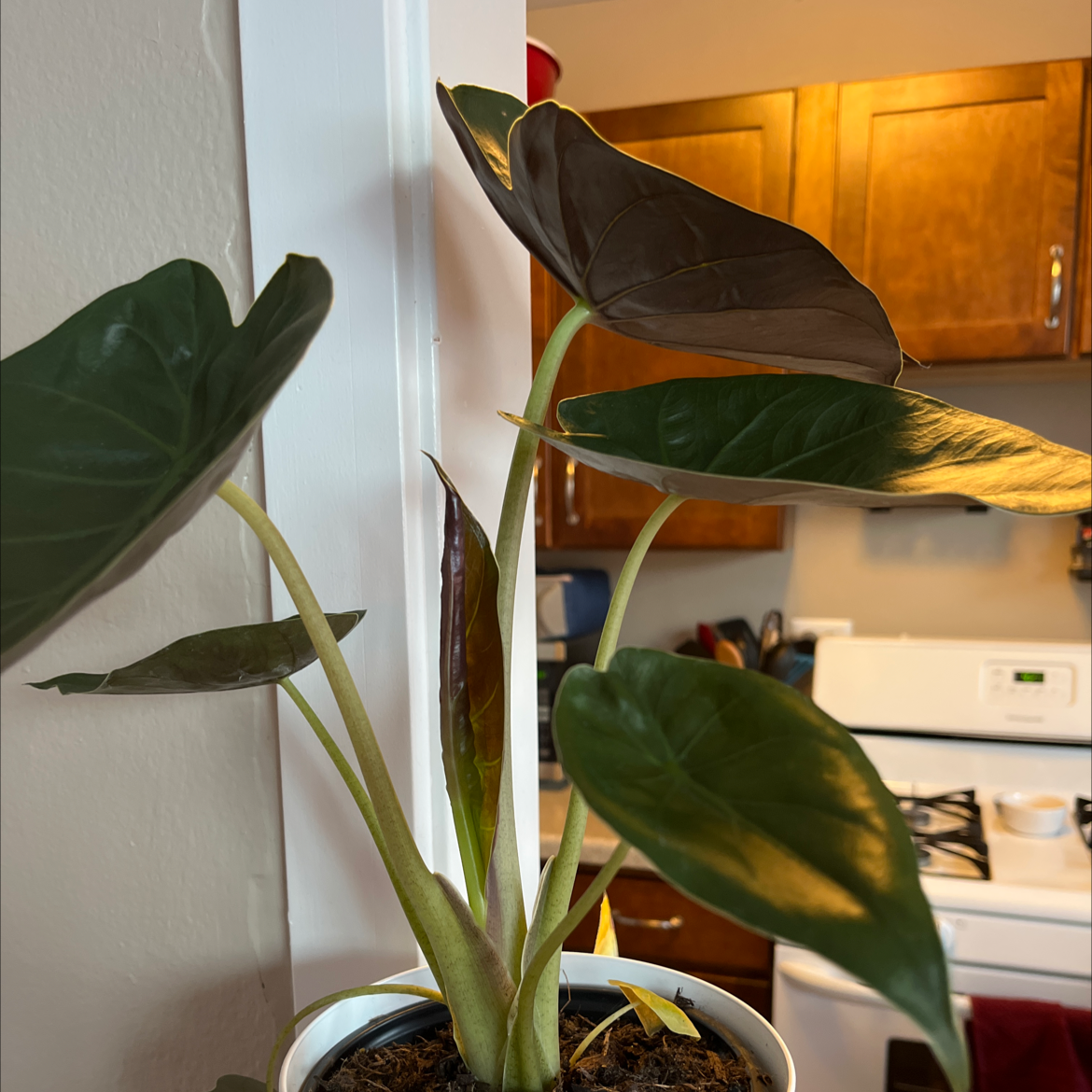 Jewel Alocasia plant with several healthy leaves and minor yellowing, placed indoors near a kitchen.