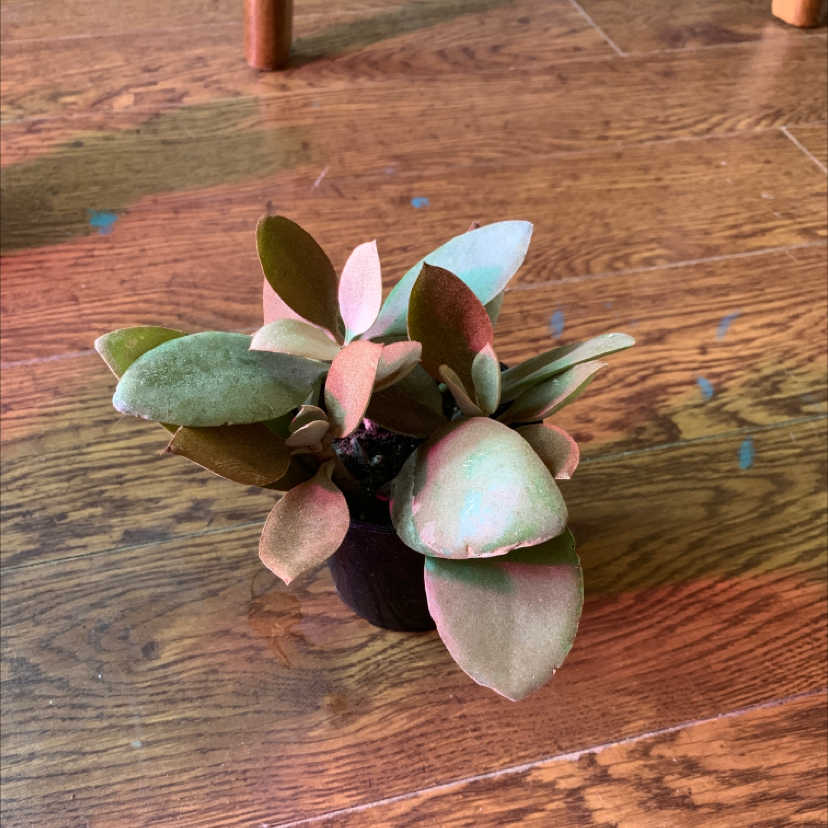 Copper Spoons plant with thick, coppery spoon-shaped leaves in a small pot.