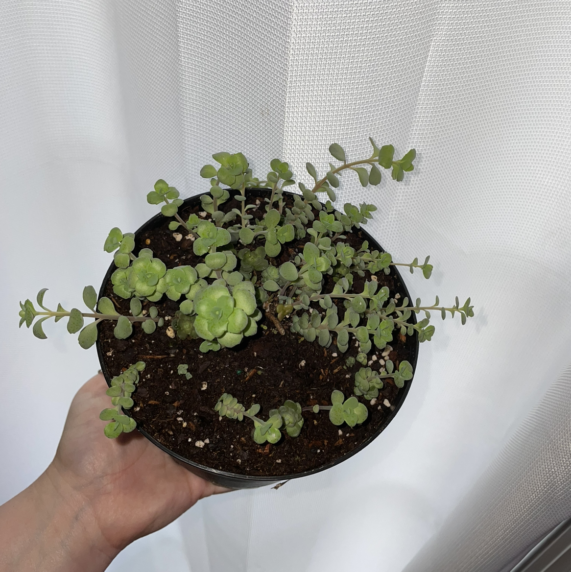Potted Woodland Stonecrop plant with healthy green succulent leaves, held by a hand.
