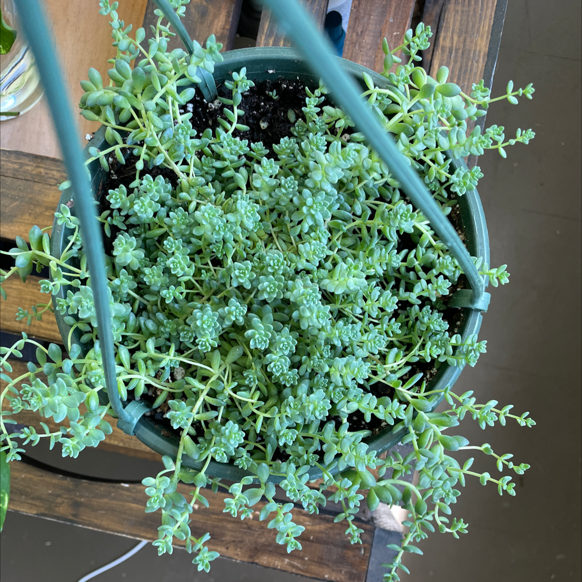 Healthy Corsican Stonecrop plant in a pot with visible soil.