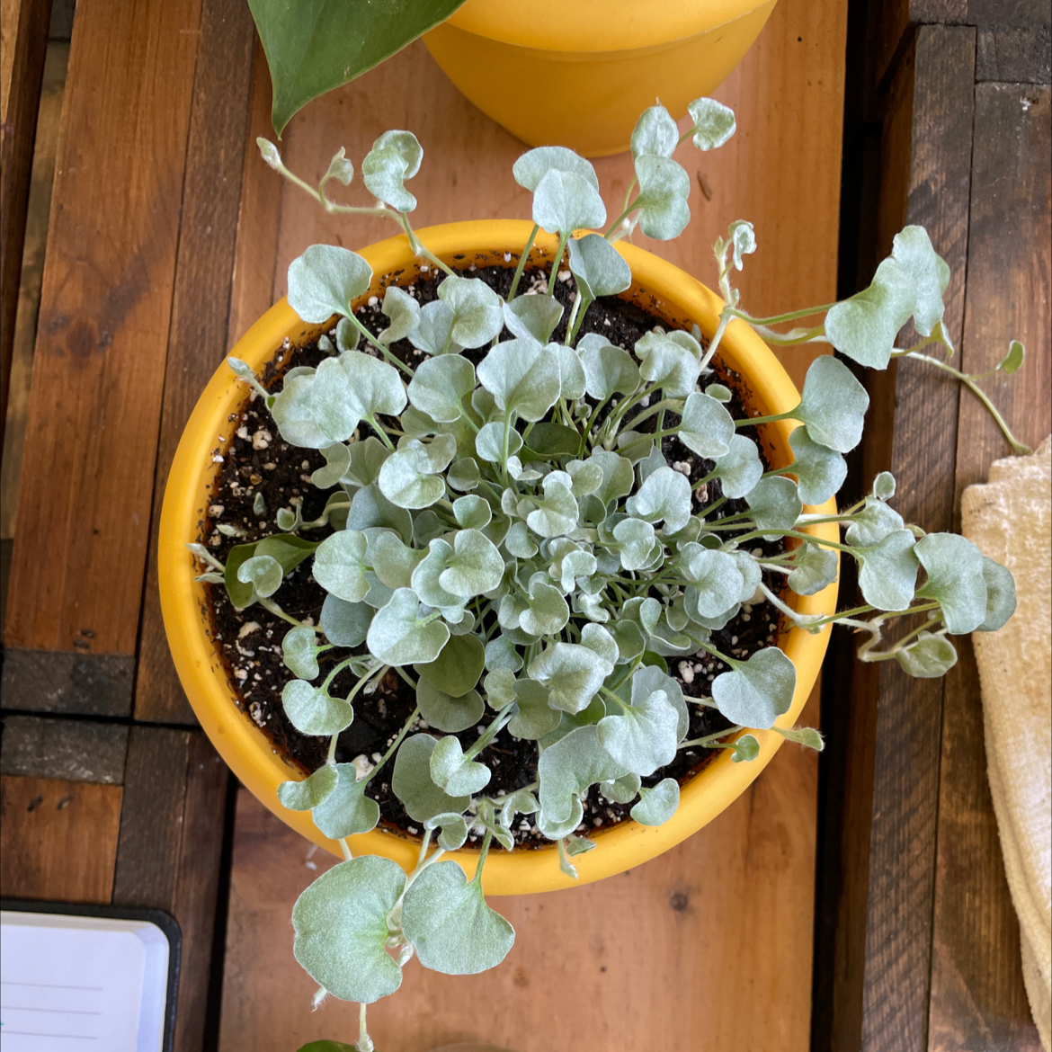 Silver Ponysfoot plant in a yellow pot with visible soil, well-framed and in focus.
