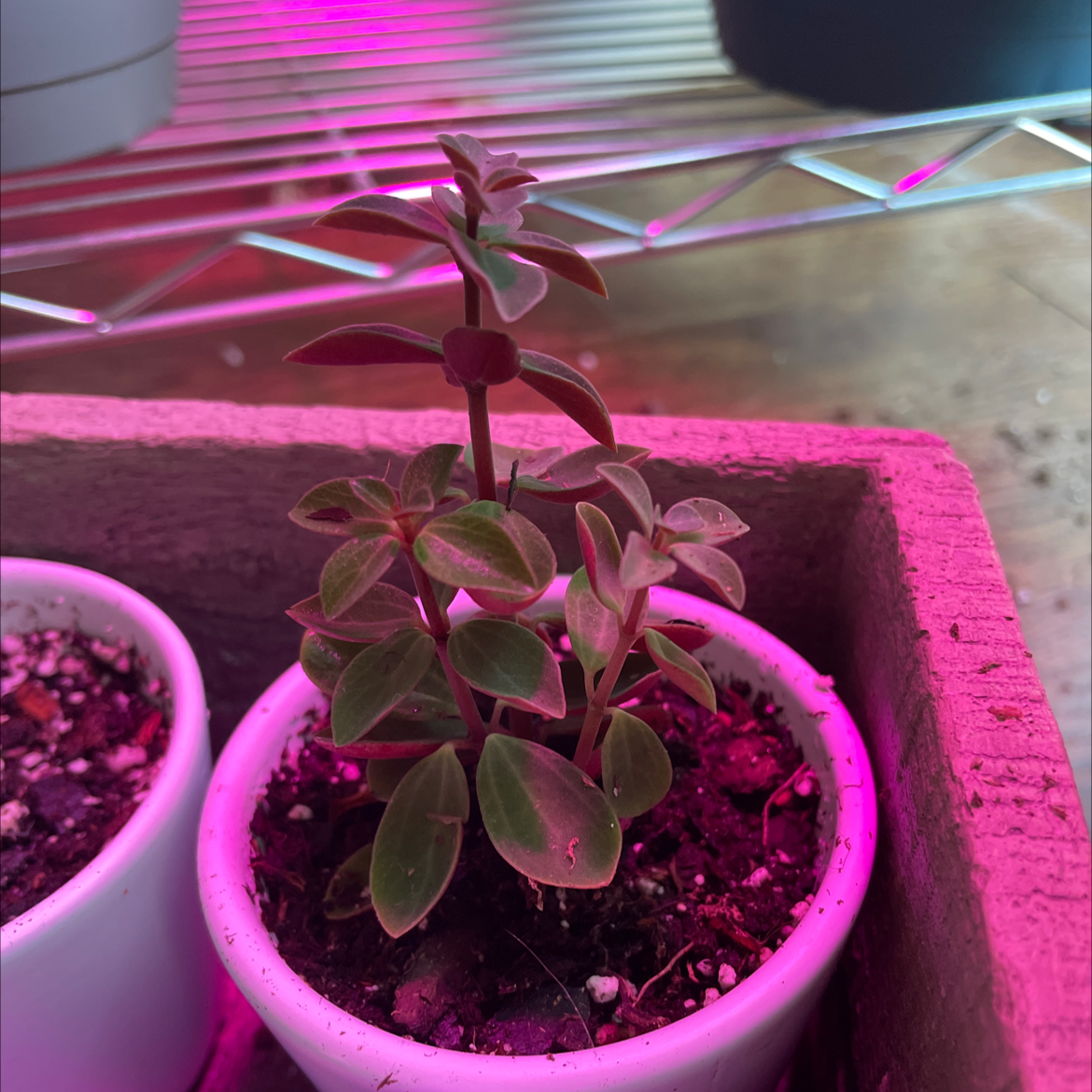 Peperomia Red Log plant in a white pot with visible soil, under pink lighting.
