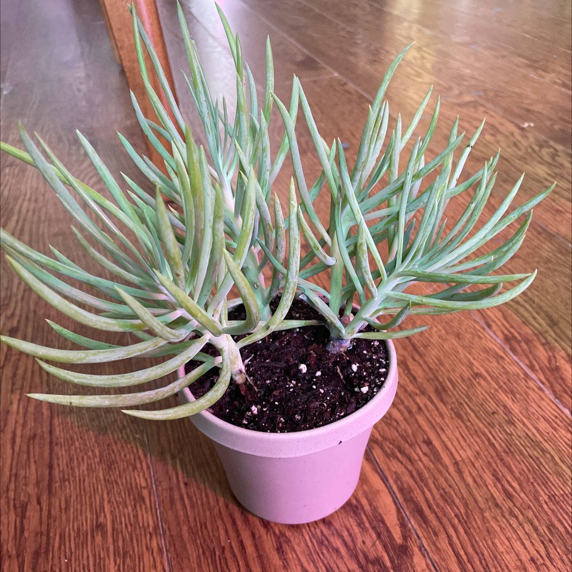 Potted Narrow-Leaf Chalk Sticks plant with healthy green leaves on a wooden floor.