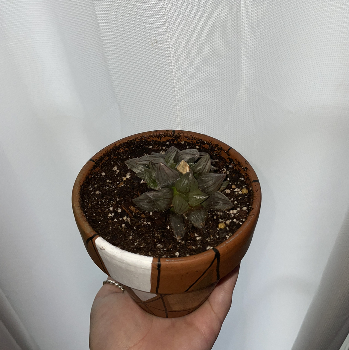 Potted Haworthia cooperi with visible soil and some leaf discoloration.