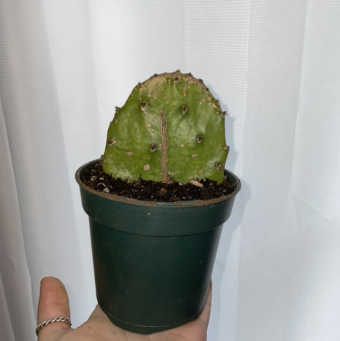 Potted Drooping Prickly Pear cactus with discoloration and central scar, held by a hand.