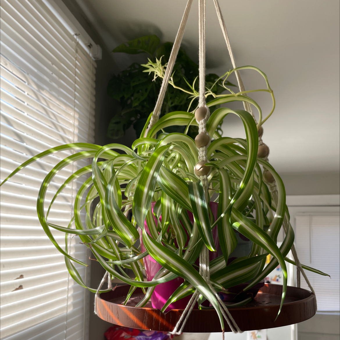 Spider Plant plant photo by @StreetwiseTawa named Leonardo on Greg, the plant care app.