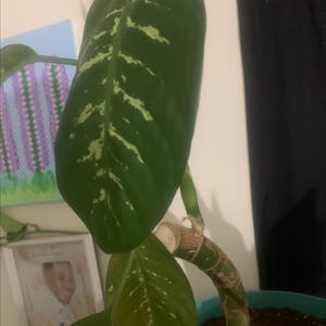 Dieffenbachia plant photo by @SubstantialKate named Naomi on Greg, the plant care app.