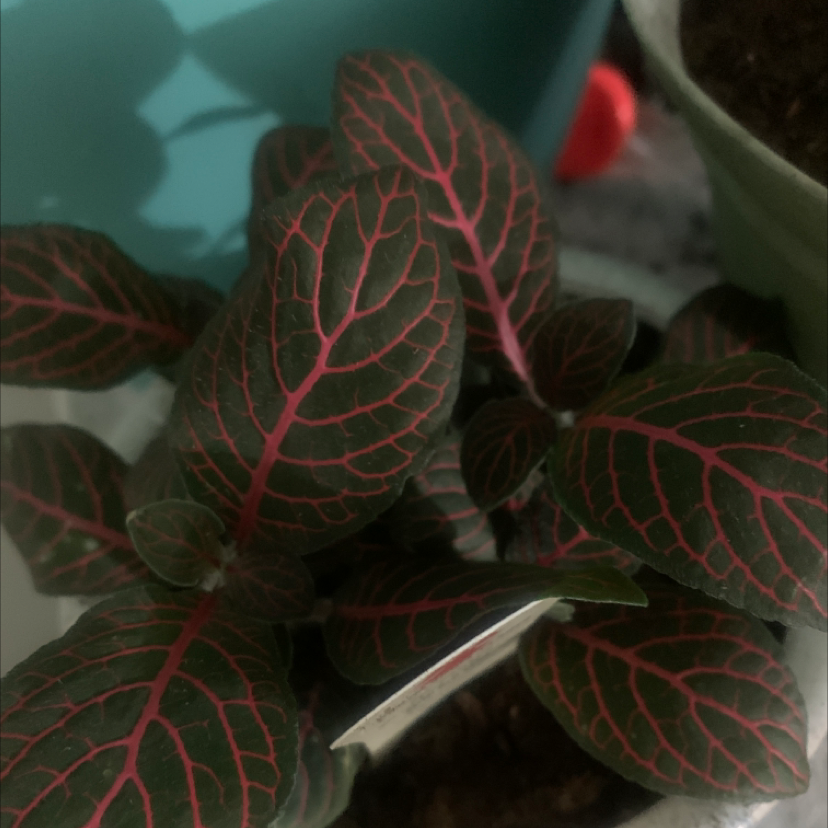 Nerve Plant plant photo by @SubstantialKate named Peruru on Greg, the plant care app.