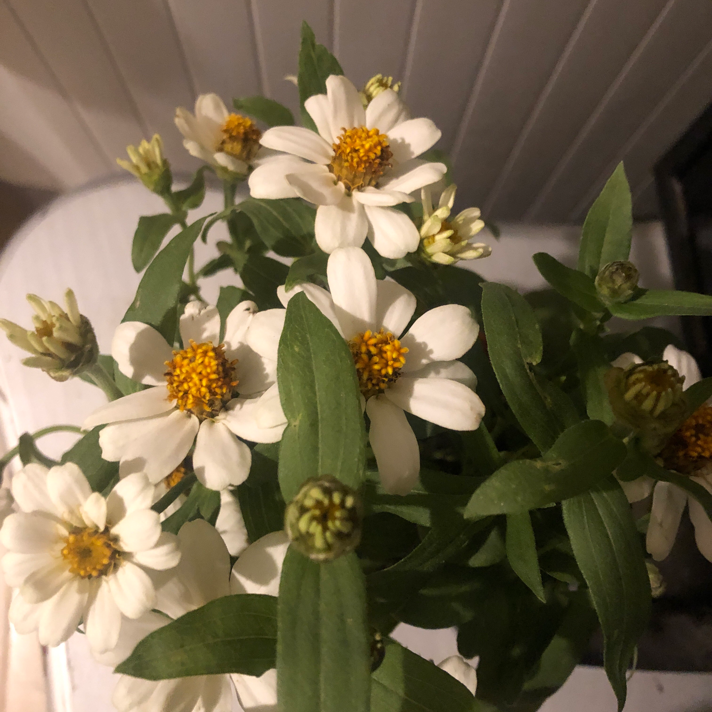 Photo of the plant species Mexican zinna by @ProperKoa named Your plant on Greg, the plant care app