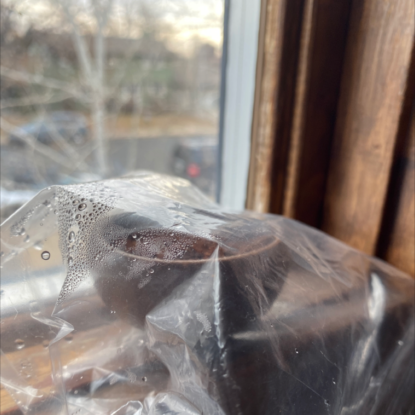 Healthy Chinese elm bonsai tree on a windowsill, with water droplets on plastic wrapping, indicating recent watering or misting.