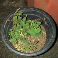 Watermint plant